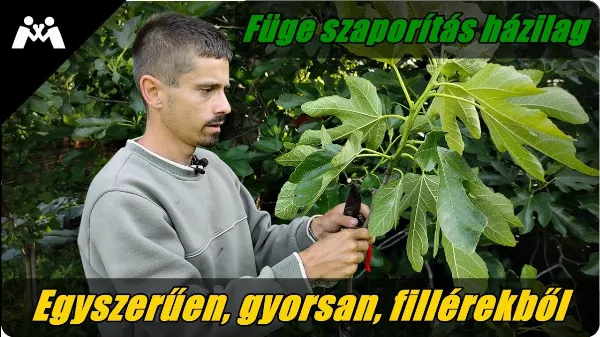 🌿Füge szaporítás házilag egyszerűen, gyorsan, lépésről lépésre fillérekből!🌿