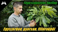 🌿Füge szaporítás házilag egyszerűen, gyorsan, lépésről lépésre fillérekből!🌿