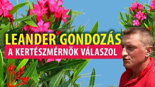 Szép, de minden része mérgező ☠️! Ezt a titkot Te sem tudtad a leander gondozásával kapcsolatosan!