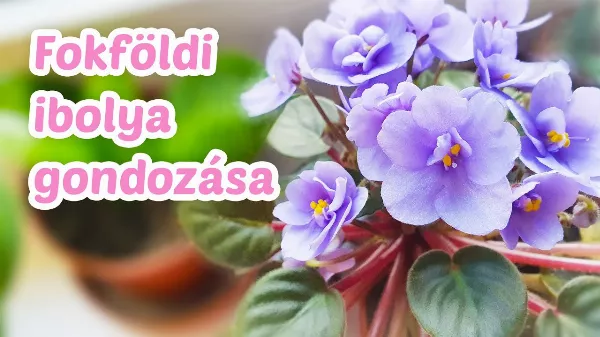 Fokföldi ibolya 🌸 gondozása, ápolása, nevelése, hogy egész évben virágozzon