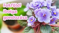 Fokföldi ibolya 🌸 gondozása, ápolása, nevelése, hogy egész évben virágozzon