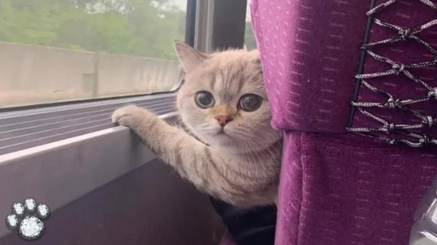 A macska figyelte a férfit a vonatút alatt, aki szörnyű titkot rejtegetett.