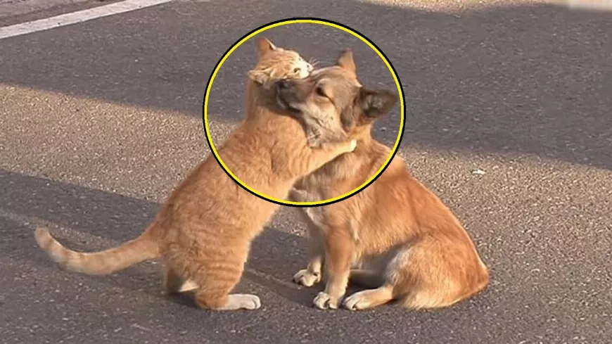 Ezt látnod kell!😢 A macska vigasztalta a kutyát, akit a gazdik kidobtak az utcára!😢 