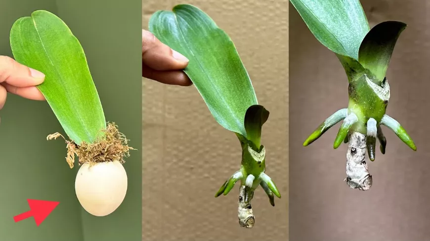 Gyökerezési Csoda! Tegyél 1 orchidealevelet a tojásba, és azonnal új gyökereket és leveleket hajt ki ilyen furcsa módon