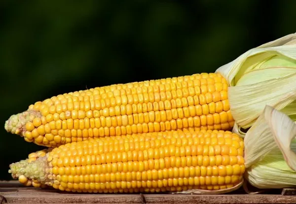 Így készül a legfinomabb főttkukorica! Van ettől jobb? 🌽🌽🌽