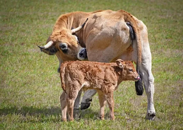 A tehén segítséget kért a közutasoktól, mert nem tudta világra hozni borját 🐮🐂🐄