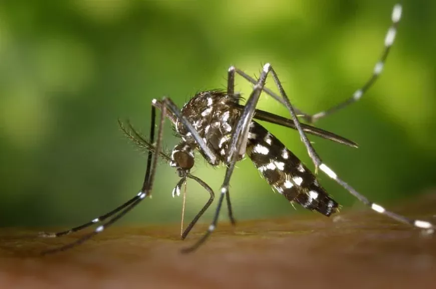 Minimum 22 féle betegséget terjeszthet az ázsiai tigrisszúnyog! Mik a betegségek tünetei és mi a teendő?