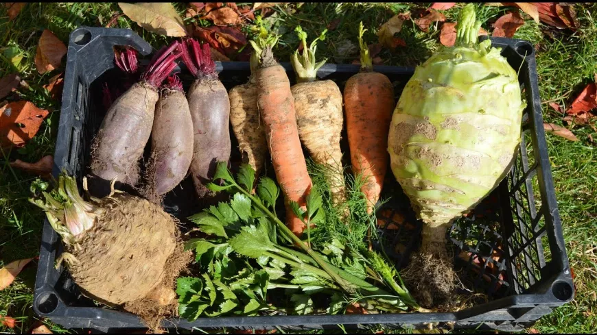 7 tipp a friss zöldségekért! Így tartsd frissen a zöldségeket télen! 
