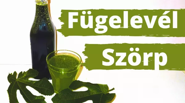 Szörp készítése a fügefa leveléből. Különleges ízű frissítő gyógynövény szörp recept természetes összetevőkből