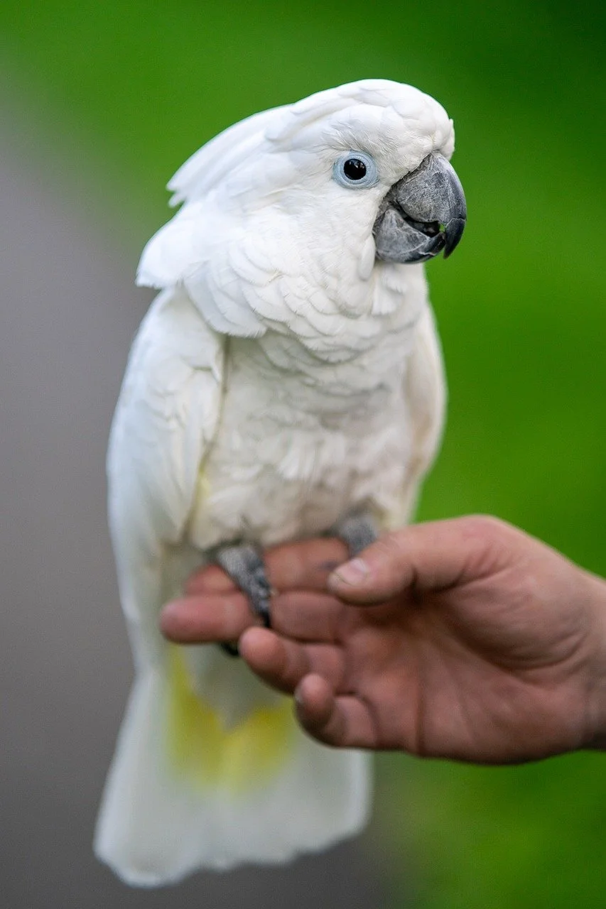 Papagáj madár ember hűszég szeretet