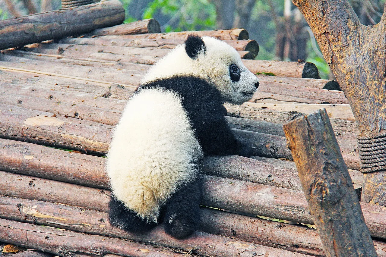 panda maci medve