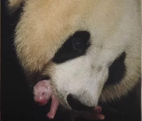 panda medve maci