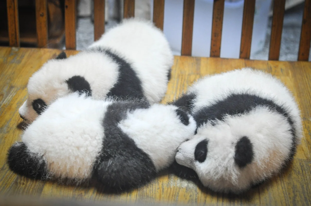 panda medve maci