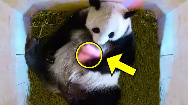 Panda anya megszülte kicsinyét 🐼. Nemsokkal ezután hihetetlen dolog történet!