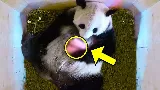 Panda anya megszülte kicsinyét 🐼. Nemsokkal ezután hihetetlen dolog történet!