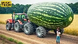 Nézd meg a világ legnagyobb görögdinnyéjét! Milyen gépek kellenek ehhez?