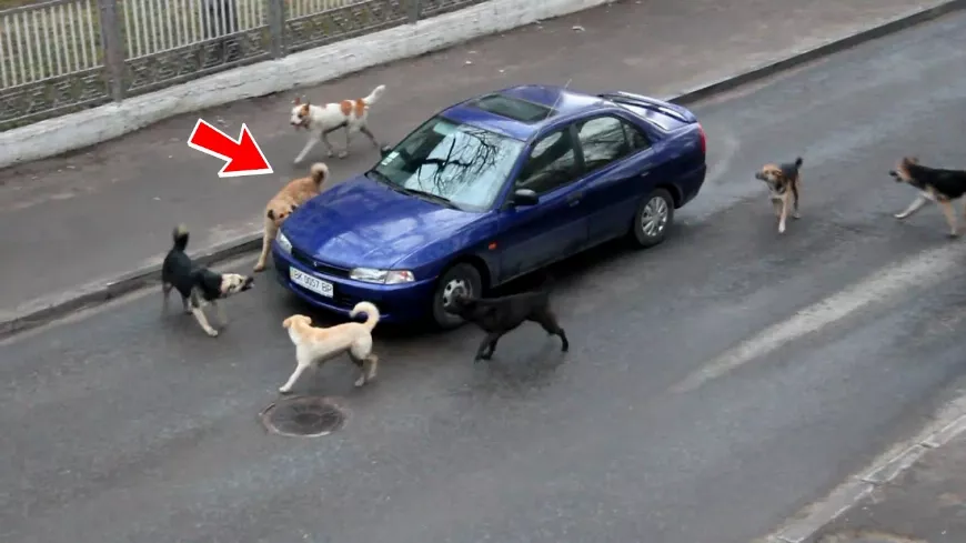 Egy falka kutya vette körbe az autót és folyamatosan ugattak. Kiderült, hogy egy tragédiát akadályoztak meg! 🚗🐶☀️👶