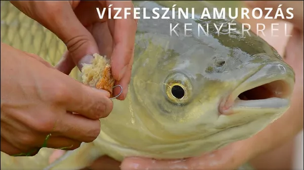 Ha sok halat szeretnél fogni, akkor jöhet az örök csali – a fantasztikus kenyérrózsa | Horgászvideók