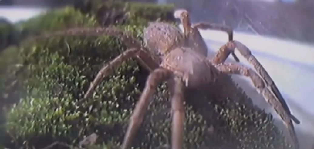 Brazil vándor pók
