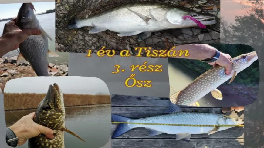 A Szőke Folyó négy évszaka – Őszi horgászat a Tiszán | Horgászvideók