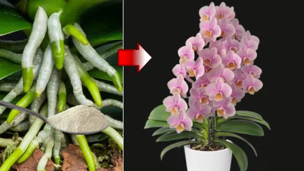 Egy kanállal öntöttem az orchidea 🌺 gyökereire! Hihetetlenül sok virágot hoztak az orchideák ettől a tápanyagtól