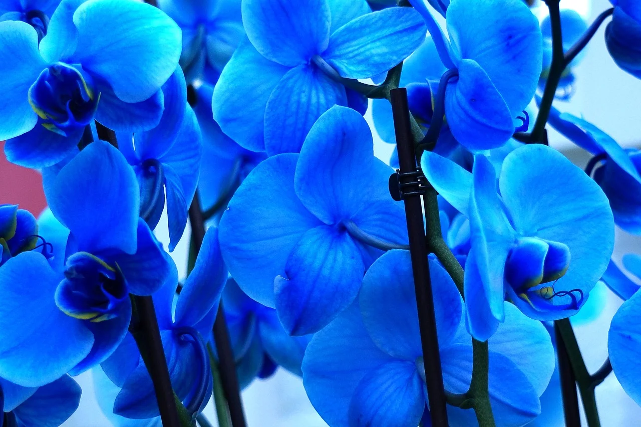 kék orchidea