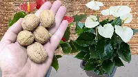Ezentúl ne dobd ki a dió héját, mert a virágaid fantasztikus módon virágozni fognak tőle. 