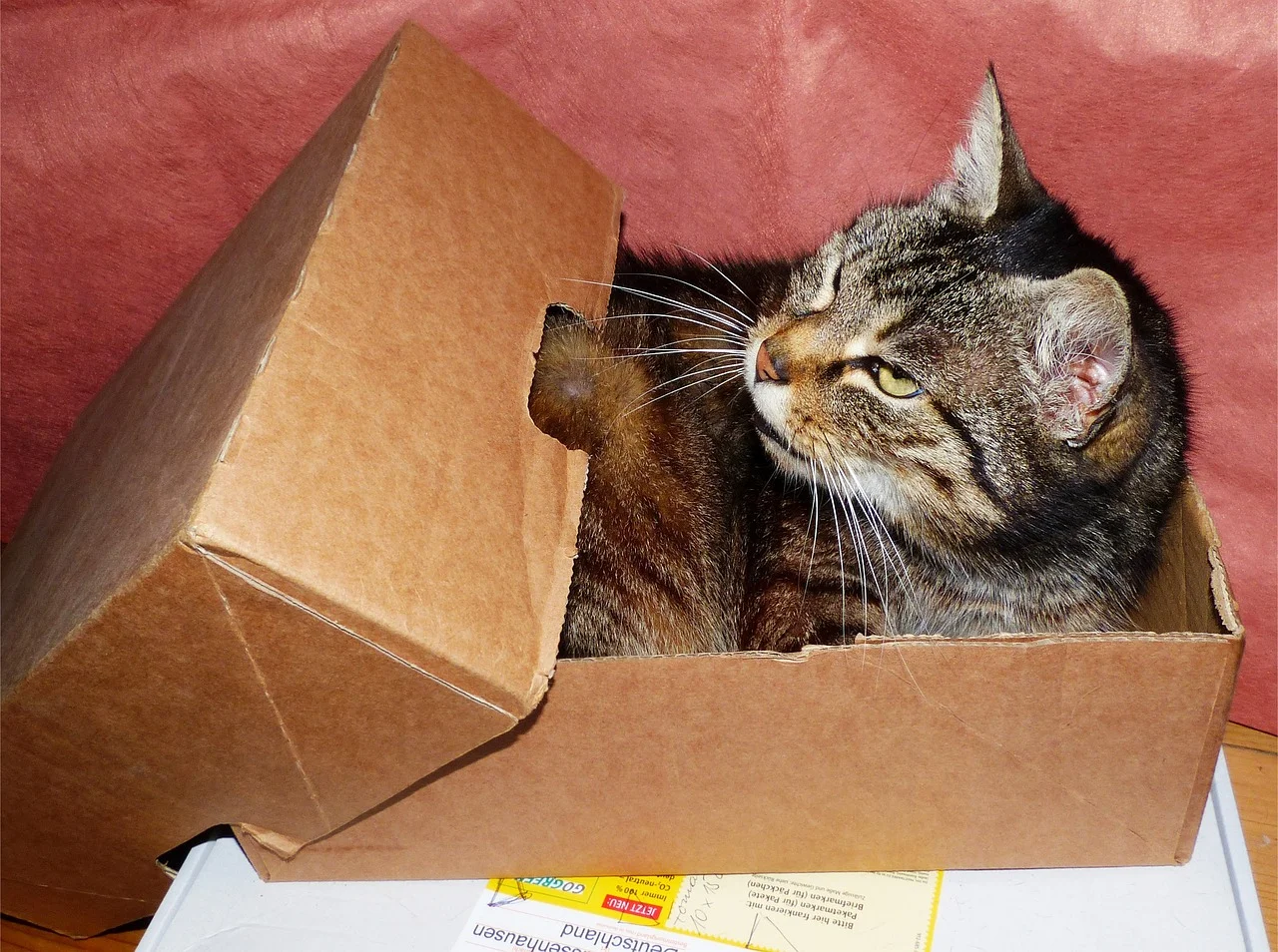 doboz cica állat