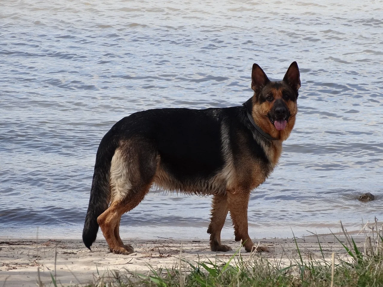 német juhász kutya víz