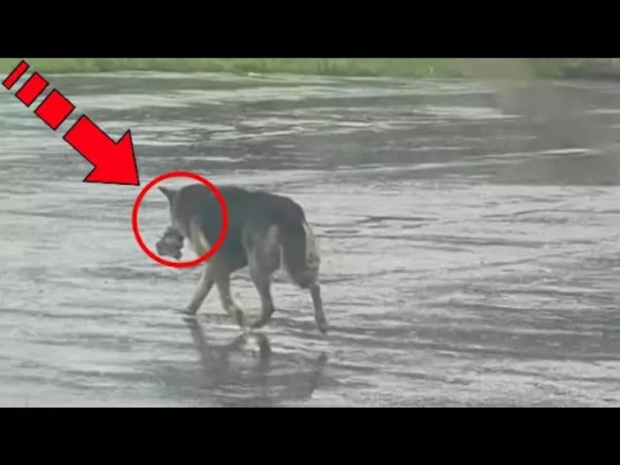 Egy németjuhász kutya játékkal a szájában járta az utcákat. Megható, szomorú történet