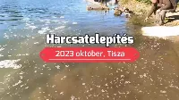 Kisharcsák érkeztek!!! Harcsatelepítés az Alsó-Tiszán | Horgászvideók