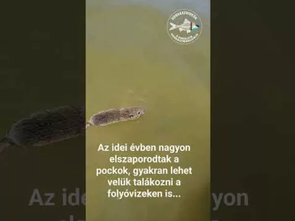 Tényleg megeszi a pockot a harcsa? | Horgászvideók