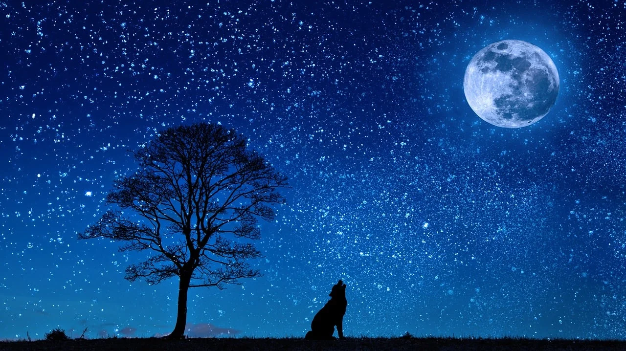 kutya éjszaka csillagképek holdállás holdnaptár asztrológia horoszkóp jövendölés csillag csillagkpé hold farkas