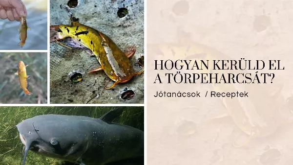 Hogyan kerülhető el a törpeharcsa? Jótanácsok | Horgászvideók