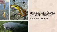 Hogyan kerülhető el a törpeharcsa? Jótanácsok | Horgászvideók