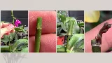 Mit kell tenned ahhoz, hogy az orchideád minél gyorsabban újra virágozzon?