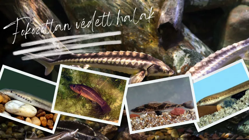 Fokozottan védett halak Magyarországon – 1. rész
