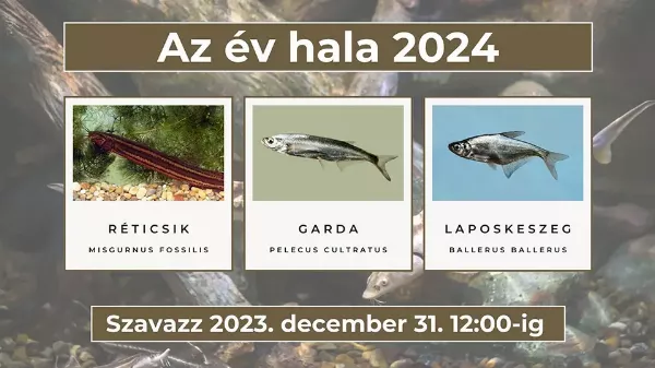 Melyik hal lesz az év hala 2024-ben? - itt az idő választani!