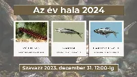 Melyik hal lesz az év hala 2024-ben? - itt az idő választani!