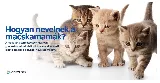 Hogyan nevelnek a macskamamák? A kölykök nevelése és gondozása