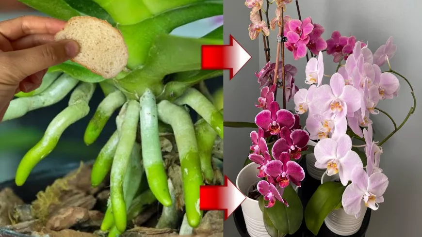 Orchidea folyamatos virágzásának egyszerű, de hatékony módszere, receptje