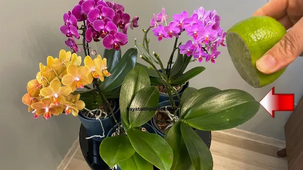 Orchidea Virágzássegítő Varázslat! Orchidea Kezelése: Virágözön, Frissesség és Egészség Egyetlen Oldattal