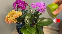 Orchidea Virágzássegítő Varázslat! Orchidea Kezelése: Virágözön, Frissesség és Egészség Egyetlen Oldattal