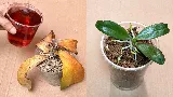 Az elszáradt orchideák 🌺🌸🌺 újjáélednek ennek a tápoldatnak köszönhetően