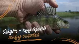 Sügér – a kis csíkos harcos emlékére
