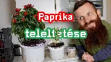 Hogyan teleltessük át a paprikát? Tudtad, hogy éveken át képes egyre nagyobb termést hozni?