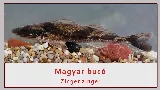 Magyar bucó, német bucó és a petrényi márna - Magyarország fokozottan védett halai – 2. rész