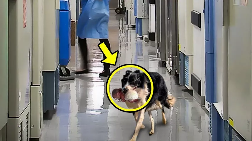 Kutya meglátta az utcán bebugyolált csomagot, felkapta és beszaladt a kórházba, ami ezután történt mindenkit meglepett