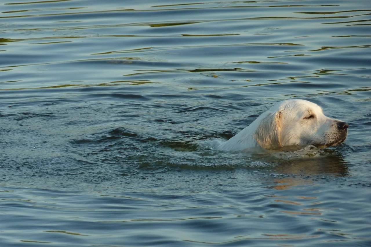 kutya úszik