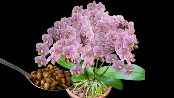 Önts egy kanállal ebből az oldatból és az orchideák egész évben virágozni és szaporodni fognak